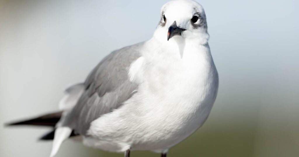 Baseball player rachts unexpected guests feathers with 1 wild run-in