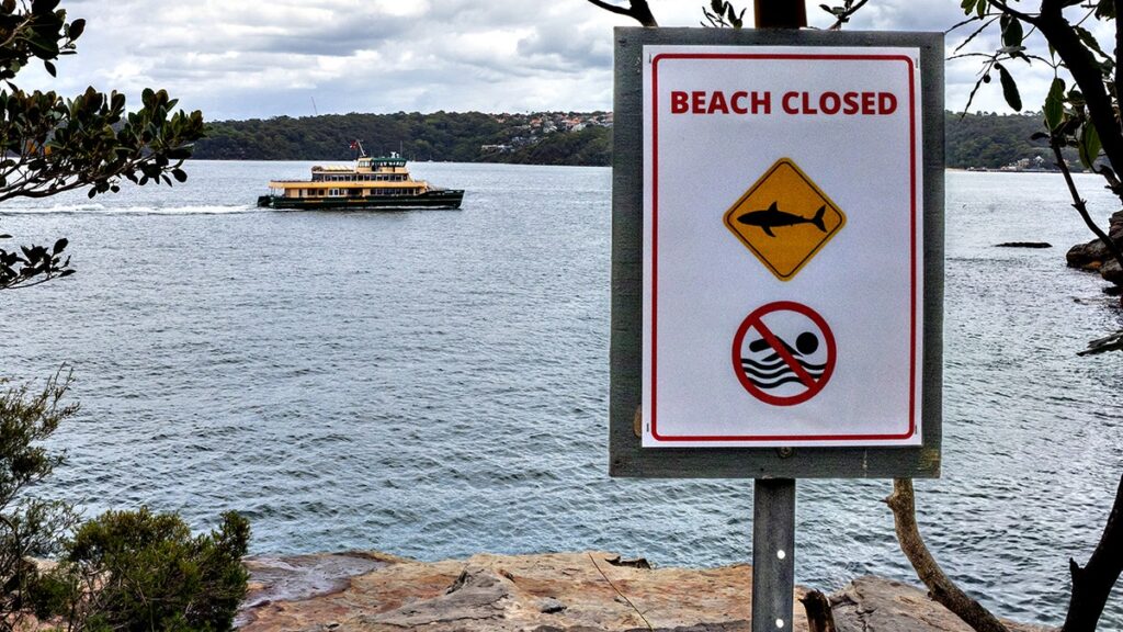 12-year-old boy fights for his life after shark attack in Sydney Harbour