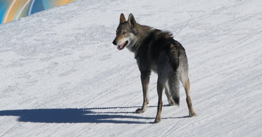 Social media users react to viral dog that crashed the Winter Olympics